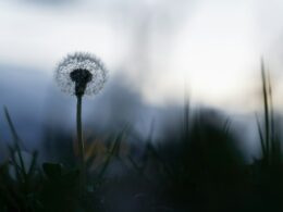 Fot. Andre Taissin / Unsplash