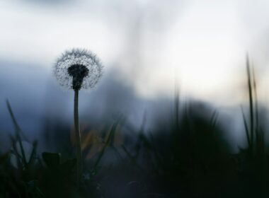 Fot. Andre Taissin / Unsplash